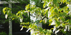 ハンカチノキ　5月の薫風にそよぐ