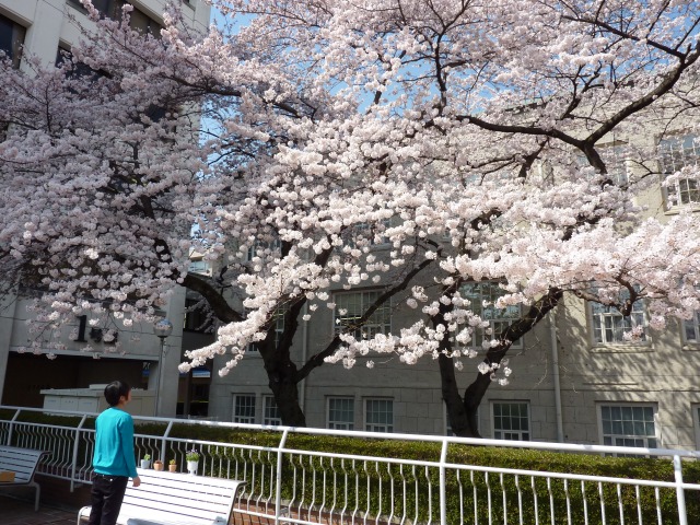 https://www.tohoku-gakuin.ac.jp/info/content/130419-3_10.jpg