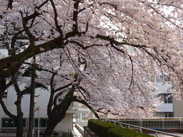 https://www.tohoku-gakuin.ac.jp/info/content/130419-3_11.jpg