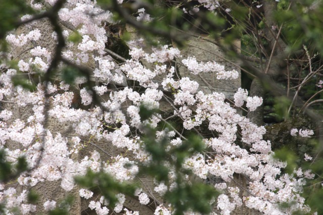 https://www.tohoku-gakuin.ac.jp/info/content/130419-3_5.jpg