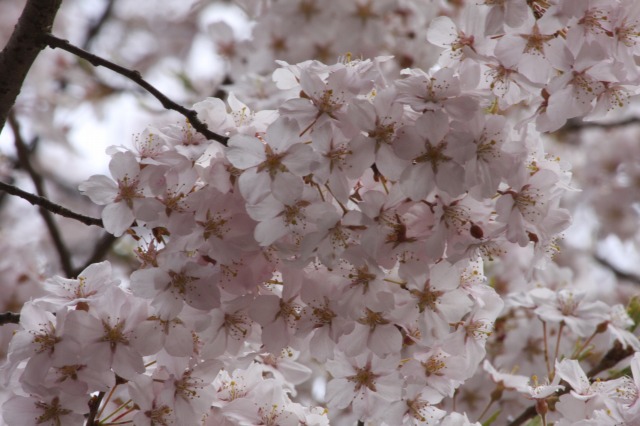 https://www.tohoku-gakuin.ac.jp/info/content/130419-3_6.jpg
