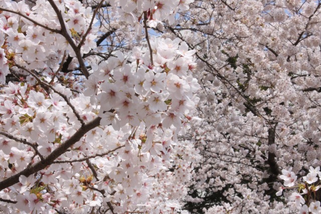 https://www.tohoku-gakuin.ac.jp/info/content/130419-3_8.jpg