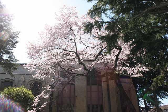 https://www.tohoku-gakuin.ac.jp/info/content/170413-1_2.jpg