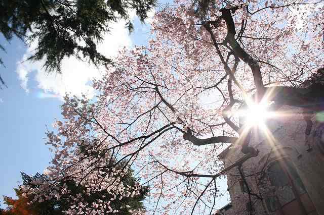 https://www.tohoku-gakuin.ac.jp/info/content/170413-1_3.jpg