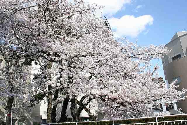 https://www.tohoku-gakuin.ac.jp/info/content/170413-1_5.jpg