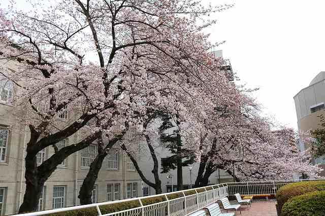 https://www.tohoku-gakuin.ac.jp/info/content/190408-2_1.jpg