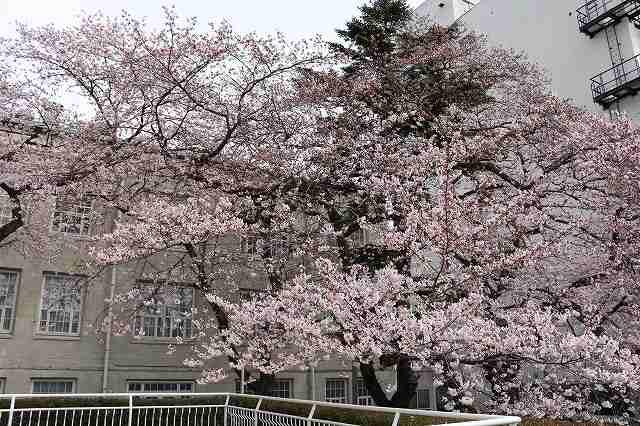 https://www.tohoku-gakuin.ac.jp/info/content/190408-2_2.jpg