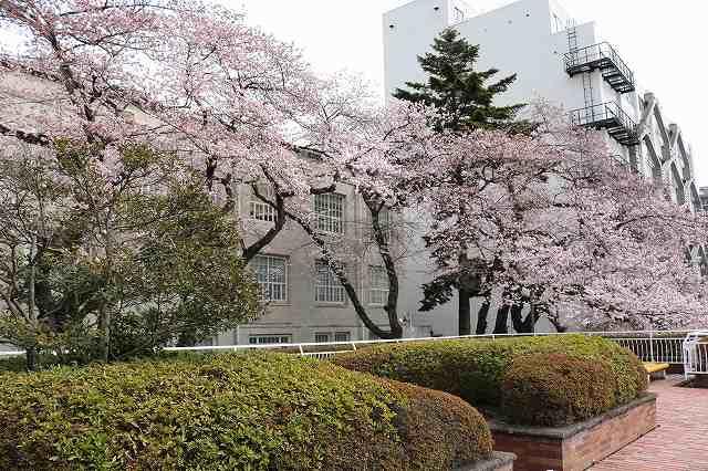 https://www.tohoku-gakuin.ac.jp/info/content/190408-2_4.jpg