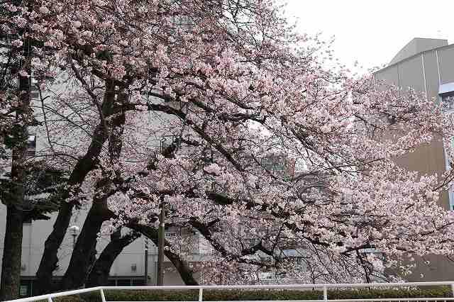 https://www.tohoku-gakuin.ac.jp/info/content/190408-2_5.jpg