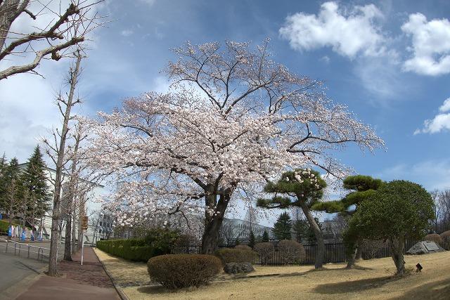 https://www.tohoku-gakuin.ac.jp/info/content/200427-1_1.jpg