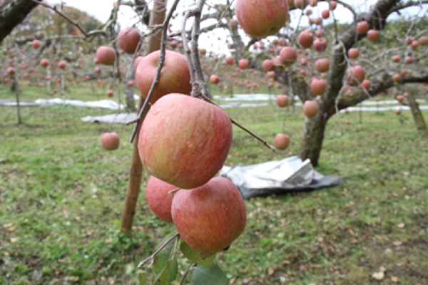 https://www.tohoku-gakuin.ac.jp/info/content/ee0d21bb3c8c0092a437614b557e816fd2088a5e.png