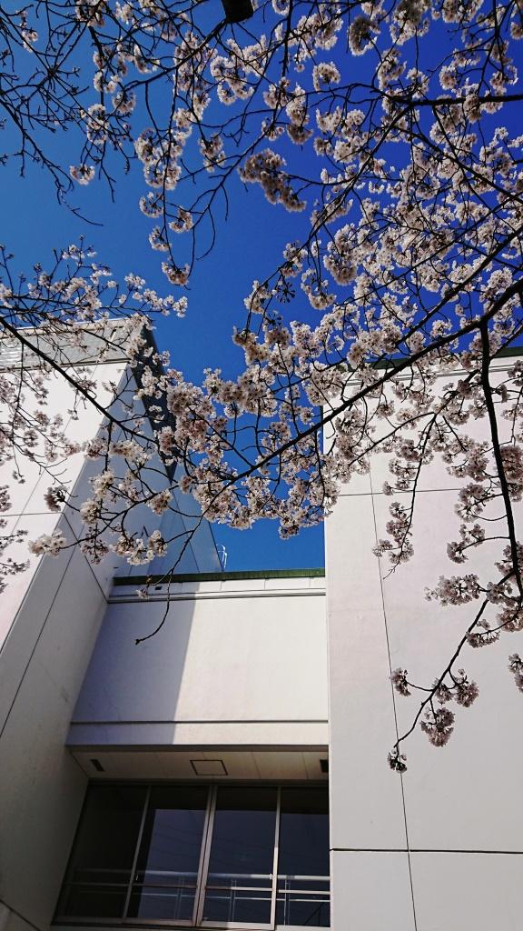 TG MIND：泉キャンパスの桜です｜東北学院大学