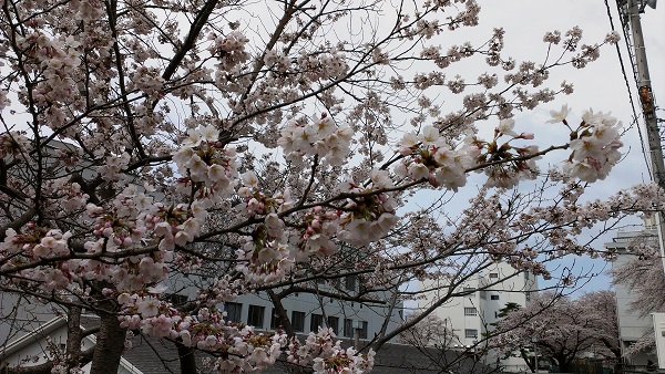 20160408tagajo01.jpg