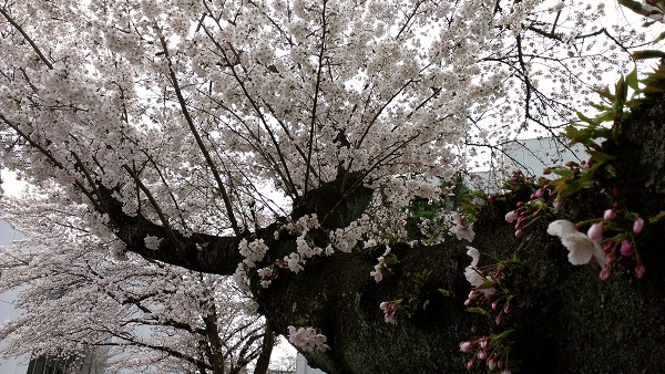 20160408tagajo03.jpg
