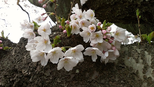 20160408tagajo04.jpg
